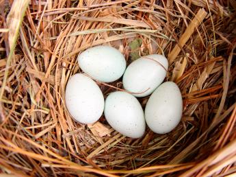 eggs